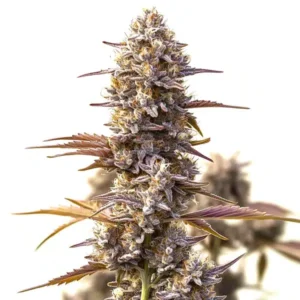 Cherry Pie Og Auto