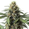 cr-plus-strain-indica-dominant-seeds-australia cr-plus-citrus-sweet-award-winning-strain cr-plus-flowering-time-8-to-10-weeks indica-dominant-seeds-australia-cr-plus cr-plus-spannabis-1st-place-hydro-indoor-2009
