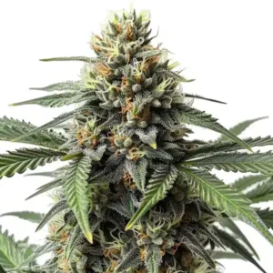 cr-plus-strain-indica-dominant-seeds-australia cr-plus-citrus-sweet-award-winning-strain cr-plus-flowering-time-8-to-10-weeks indica-dominant-seeds-australia-cr-plus cr-plus-spannabis-1st-place-hydro-indoor-2009