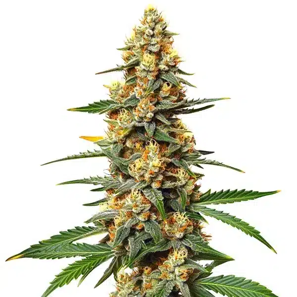 Critical 47