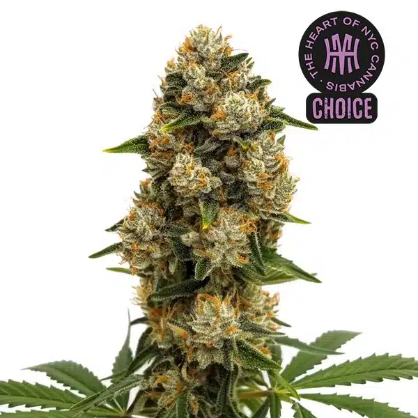 Durban Poison Autoflower HMC Edition