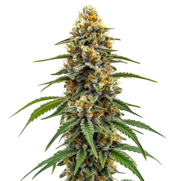 Durban Poison Fast Version