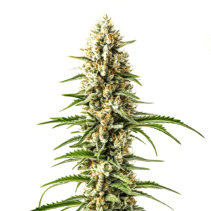 Early Skunk x C99 Fast Version