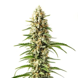 Skunk x Cinderella 99 Fast Version