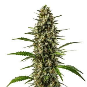 Early Skunk x OG Kush