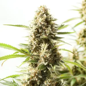 Fire Kush
