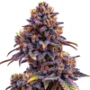 Forbidden Fruit Auto