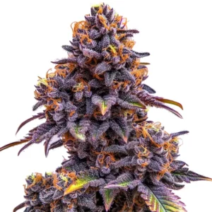 Forbidden Fruit Auto - 25 Seeds