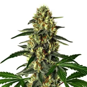 Future #1 Auto