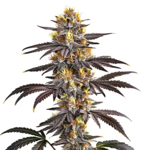 Gelato