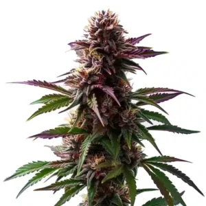 Gelato x Purple Punch Autoflower F1