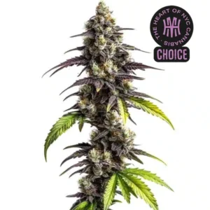 Ghost Train Haze HMC Edition