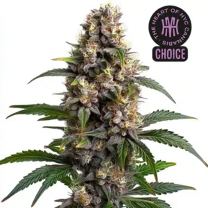 Godfather OG HMC Edition