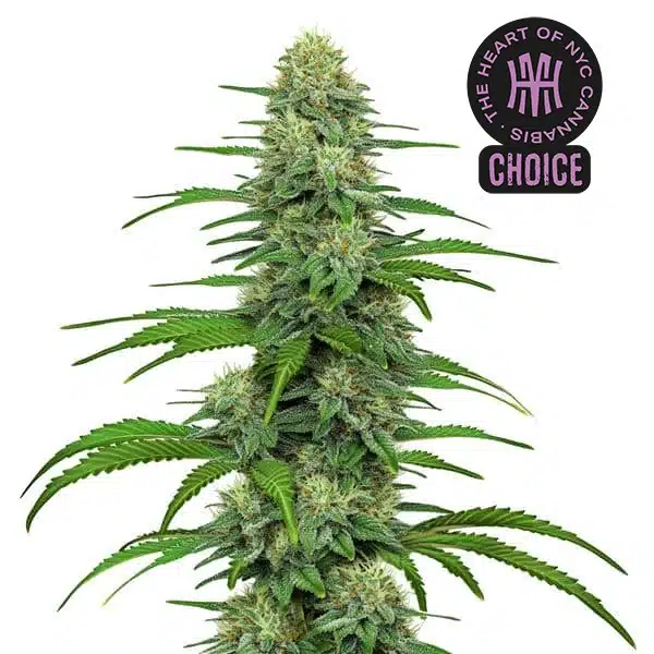 GG4 HMC Edition