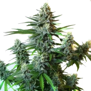 GG Autoflower F1