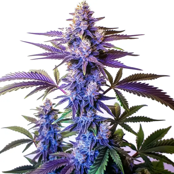 Grand Daddy Purple Fast Version