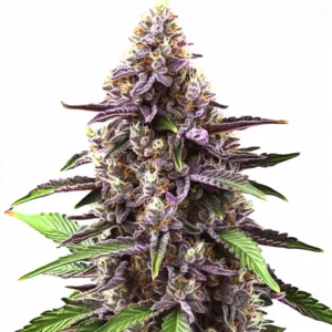 Grandaddy Purple Regular