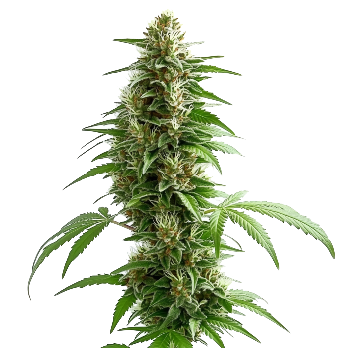 Green Crack Auto
