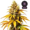 HellFire OG HMC Edition