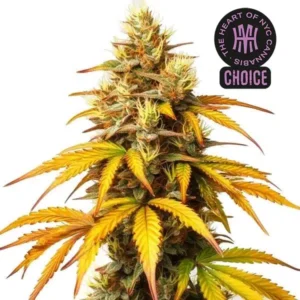 HellFire OG HMC Edition