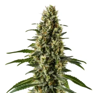 Herijuana
