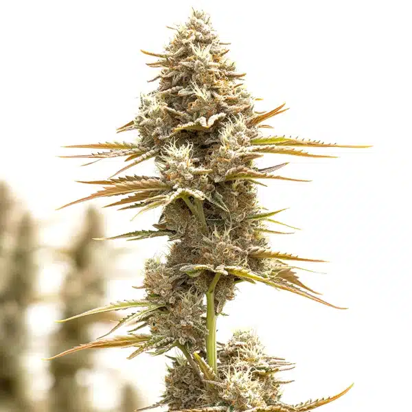 Kosher Kush x Tangie Regular