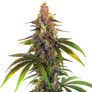 Kush Mints