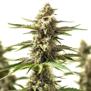 Lemon Tree x Og Kush