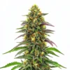 Maui Waui