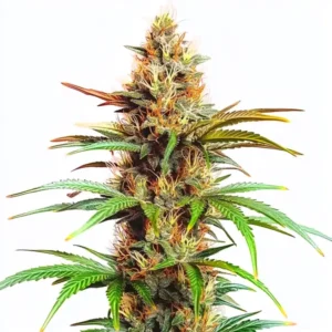 Mexican Red Hair Auto