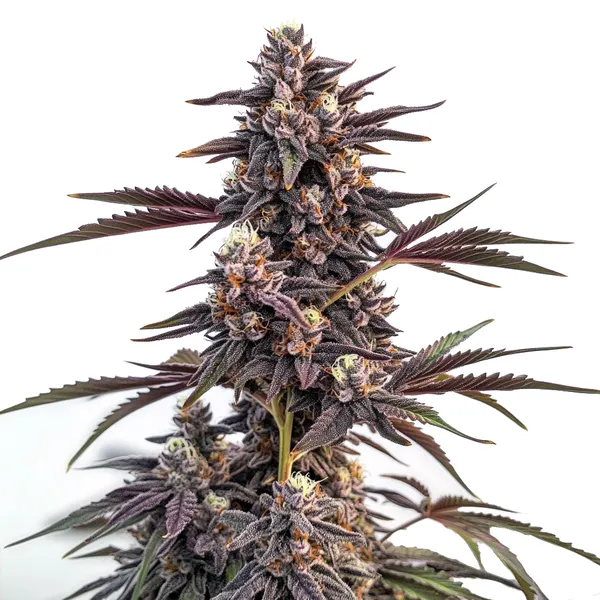 Moonshine Cookies