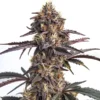 Moonshine Cookies Auto