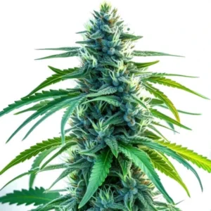 Nova OG