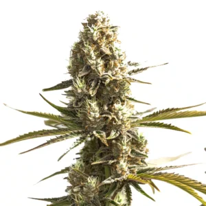 OG Kush x Hash Plant
