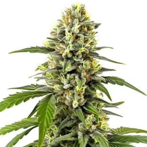 Platinum OG