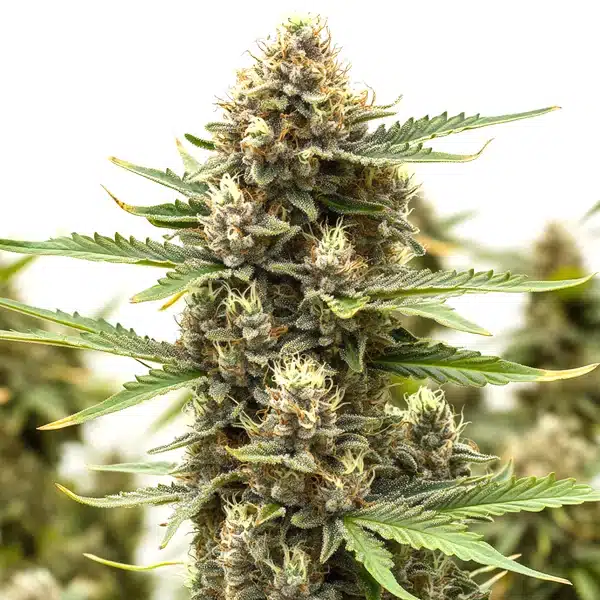 Presidential OG
