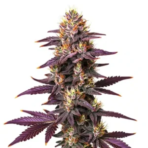 Purple Lavender Kush