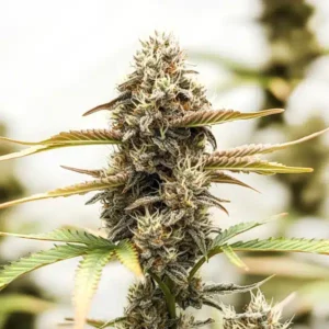 Purple Punch x Purple Kush
