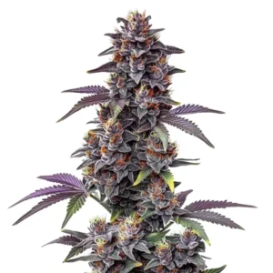 Purple Haze Autoflower