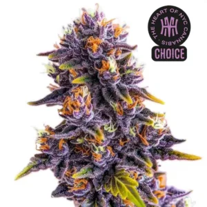 Purple Star Killer HMC Edition