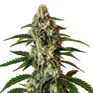 Rainbow Driver Auto