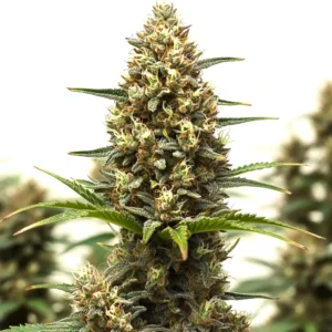 Rs11 x Lemon Tree