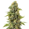Skunk #1