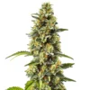 Strawberry Cough