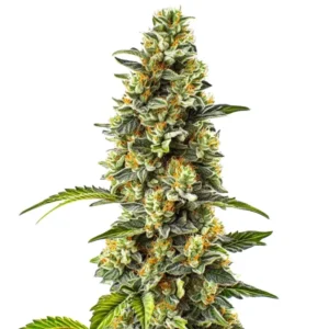 Strawberry Cough