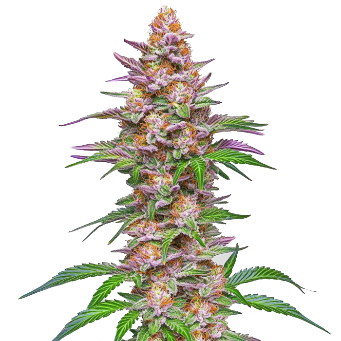 Strawberry Pie Auto