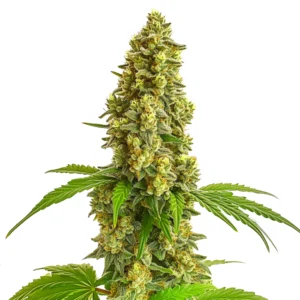 Super Lemon Haze Autoflower