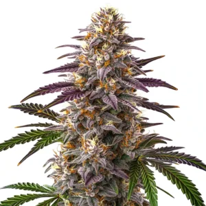 Sweet Cherry Kush