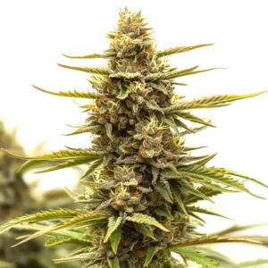 Tangerine Dream