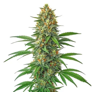 Tangie Autoflower